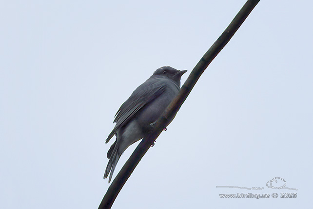 INDOCHINESE CUCKOOSHRIKE (Lalage polioptera) - STOR BILD / FULL SIZE