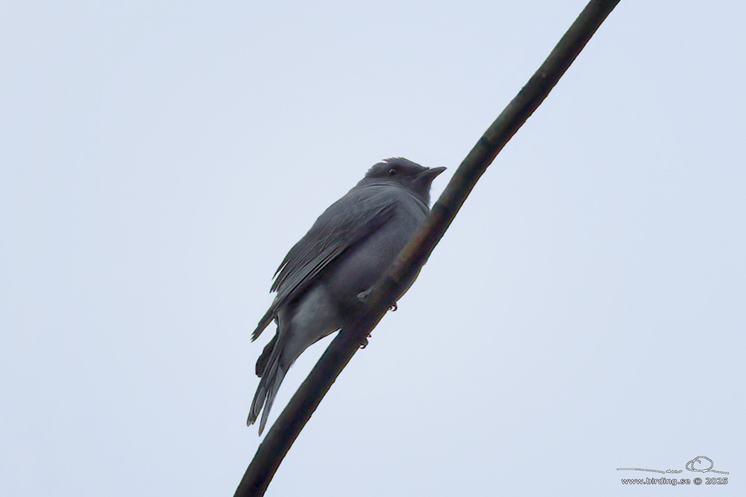 INDOCHINESE CUCKOOSHRIKE (Lalage polioptera) - Stäng / close