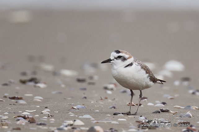 KENTISH PLOVER (Anarhynchus alexandrinus) - STOR BILD / FULL SIZE