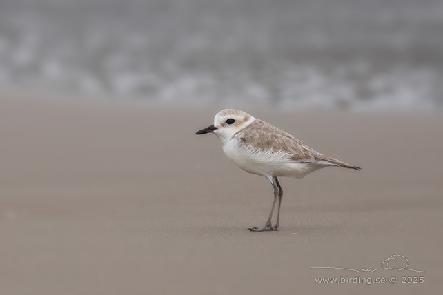 KENTISH PLOVER (Anarhynchus alexandrinus) - STOR BILD / FULL SIZE