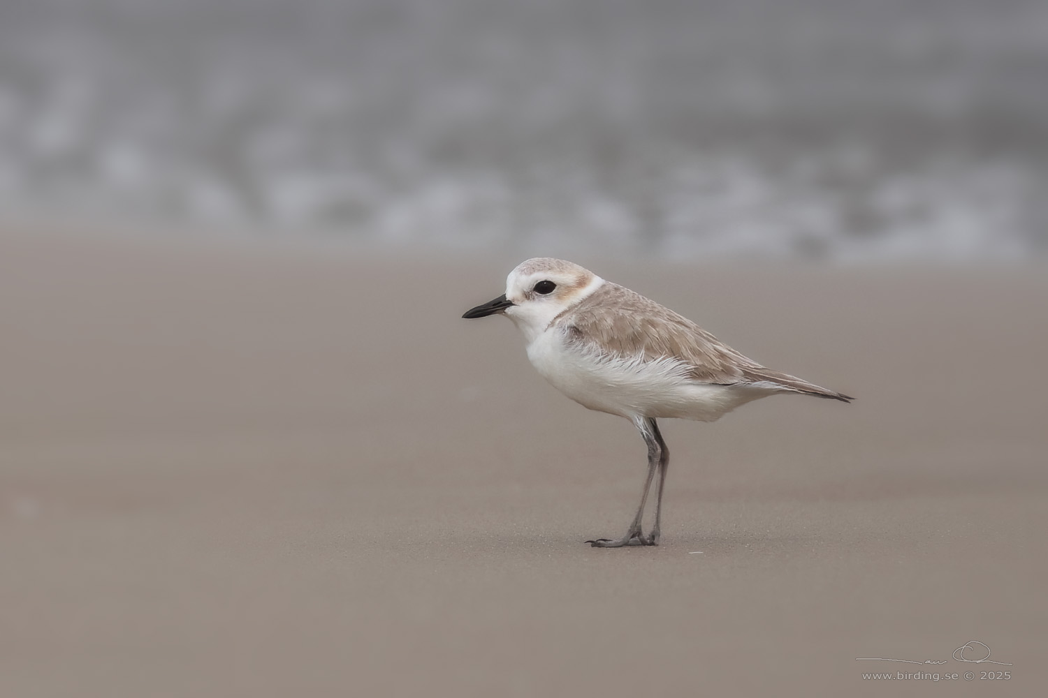 KENTISH PLOVER (Anarhynchus alexandrinus) - Stäng / close