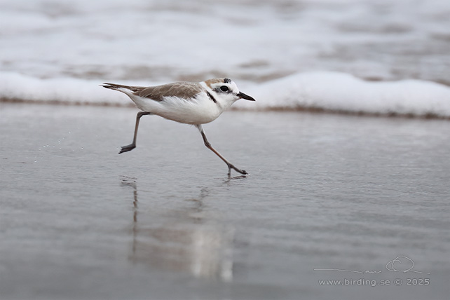 KENTISH PLOVER (Anarhynchus alexandrinus) - STOR BILD / FULL SIZE