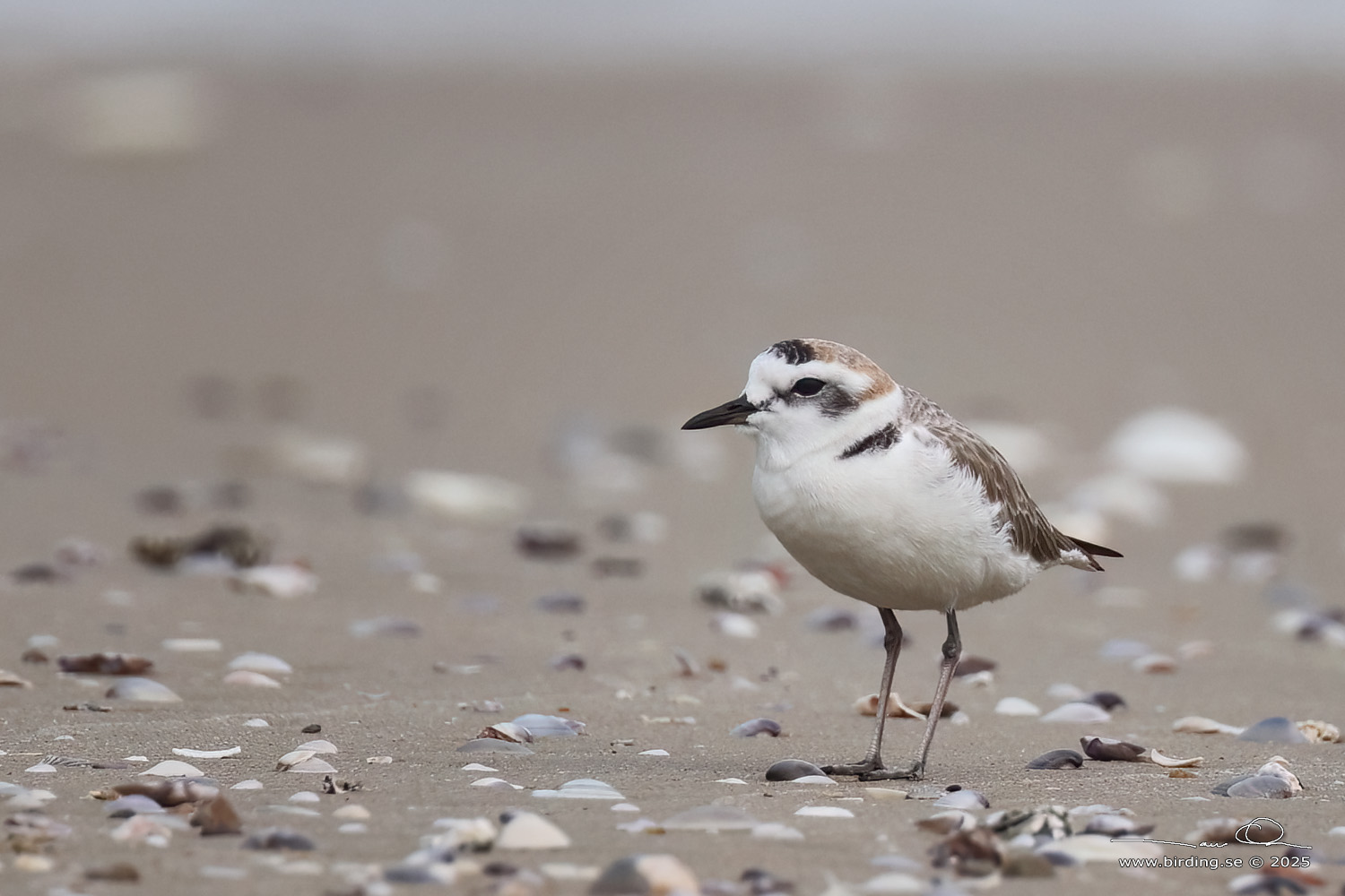 KENTISH PLOVER (Anarhynchus alexandrinus) - Stäng / close