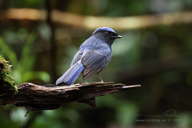 LARGE NILTAVA (Niltava grandis) - STOR BILD / FULL SIZE