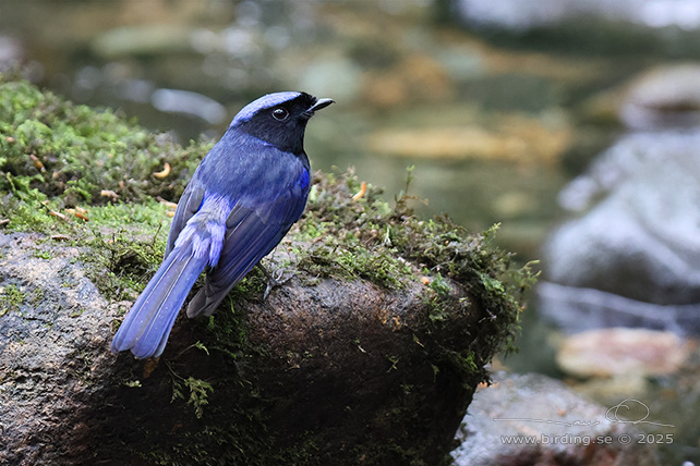 LARGE NILTAVA (Niltava grandis) - STOR BILD / FULL SIZE