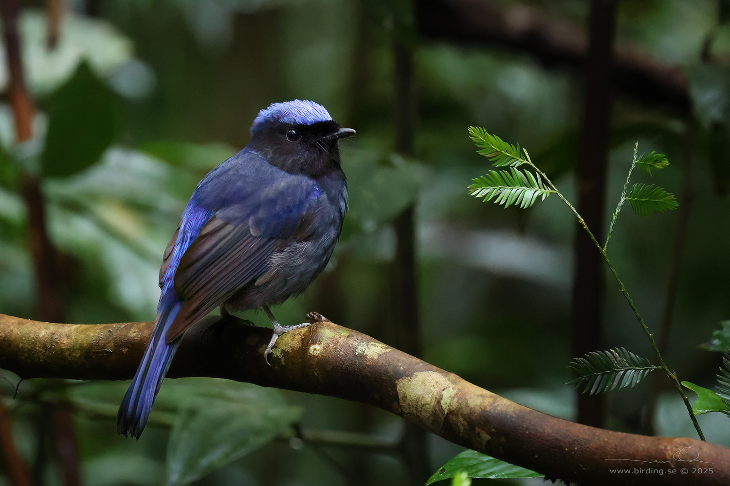 LARGE NILTAVA (Niltava grandis) - Stäng / close