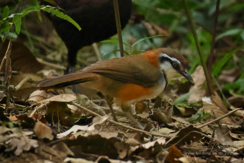 LESSER NECKLACED LAUGHINGTHRUSH (Garrulax monileger) - Stäng / close