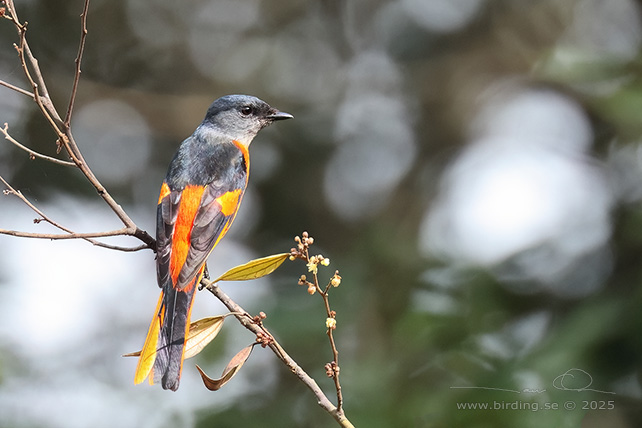 LONG-TAILED MINIVET (Pericrocotus ethologus annamensis) - STOR BILD / FULL SIZE