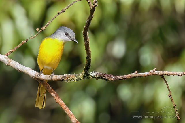 LONG-TAILED MINIVET (Pericrocotus ethologus annamensis) - STOR BILD / FULL SIZE