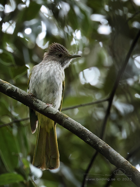 MOUNTAIN BULBUL (Ixos mcclellandii) - STOR BILD / FULL SIZE