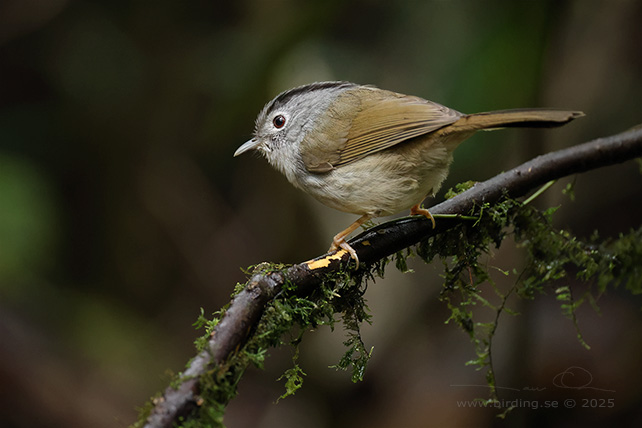 MOUNTAIN FULVETTA (Alcippe peracensis) - STOR BILD / FULL SIZE