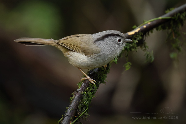 MOUNTAIN FULVETTA (Alcippe peracensis) - STOR BILD / FULL SIZE