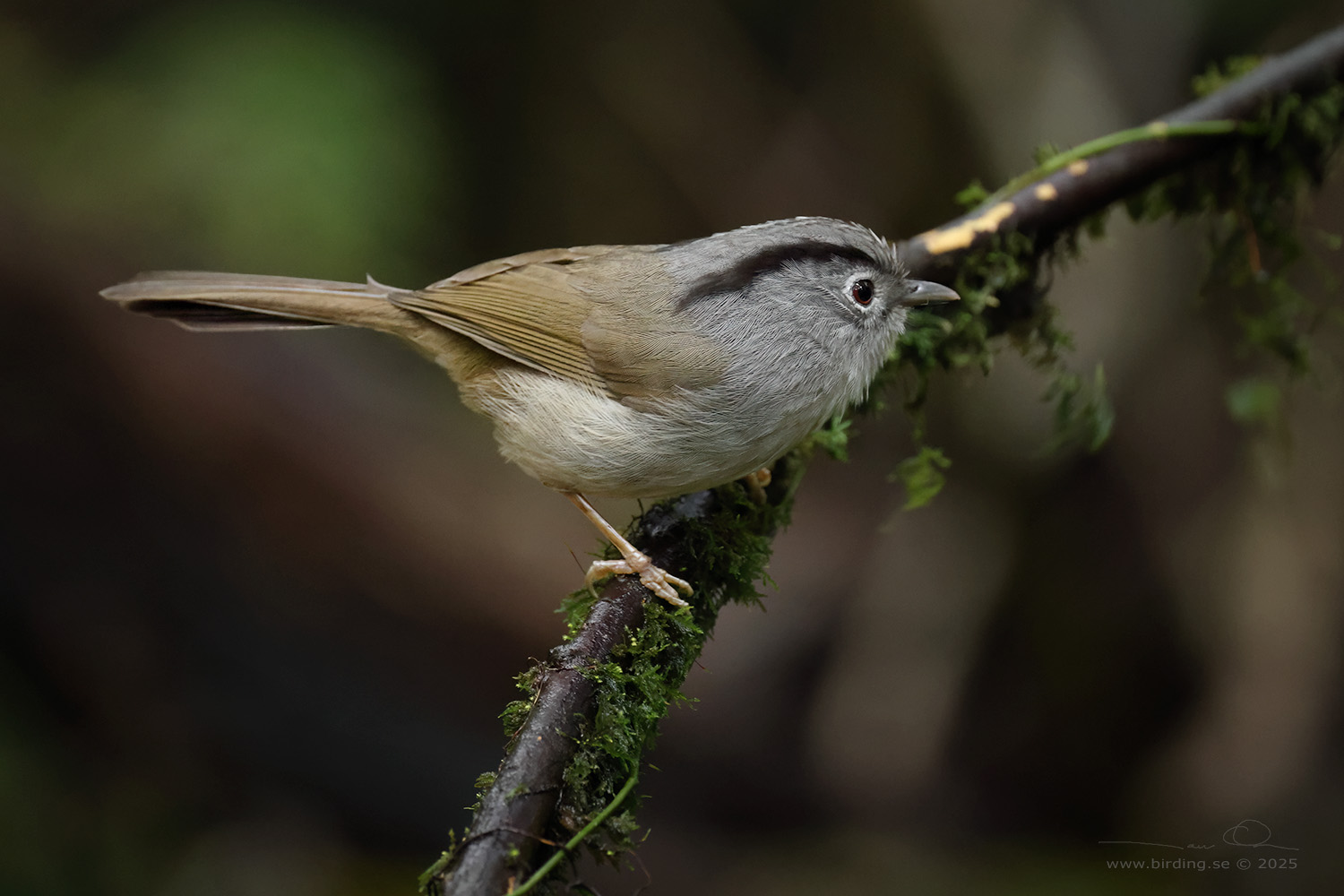 MOUNTAIN FULVETTA (Alcippe peracensis) - Stäng / close