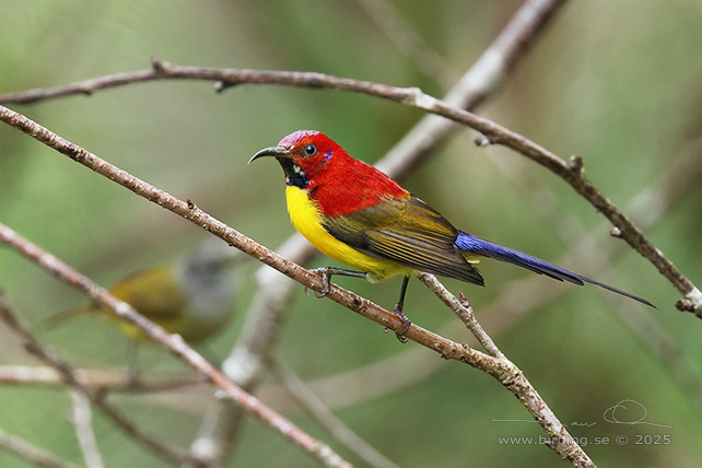 MRS. GOULD'S SUNBIRD (Aethopyga gouldiae annamensis) - STOR BILD / FULL SIZE