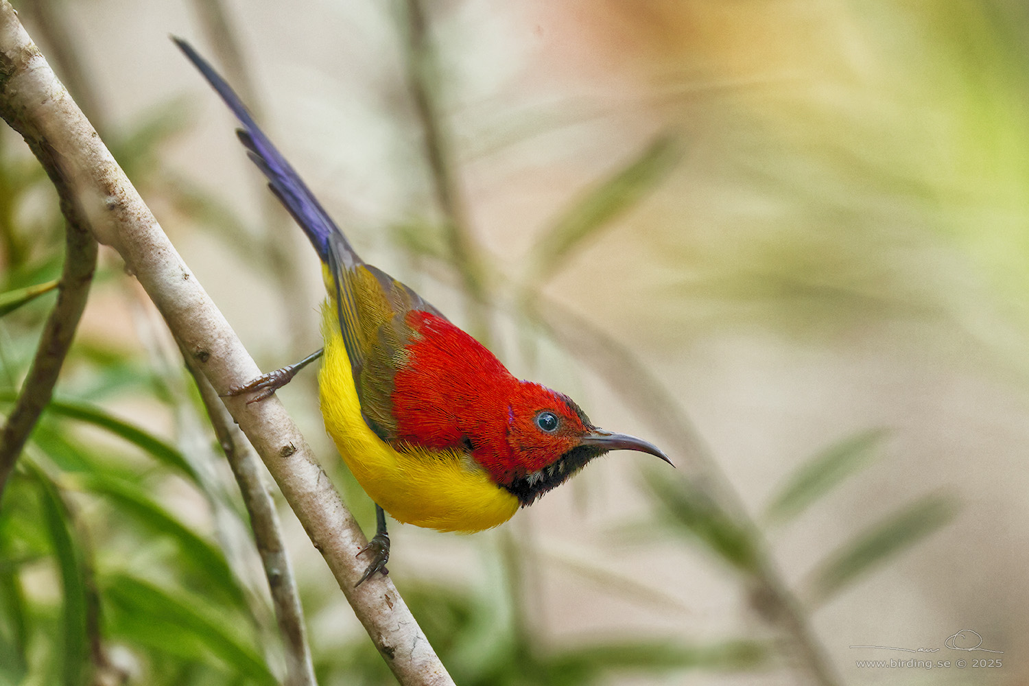 MRS. GOULD'S SUNBIRD (Aethopyga gouldiae annamensis) - Stäng / close