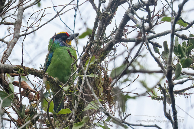 NECKLACED BARBET (Psilopogon auricularis) - STOR BILD / FULL SIZE