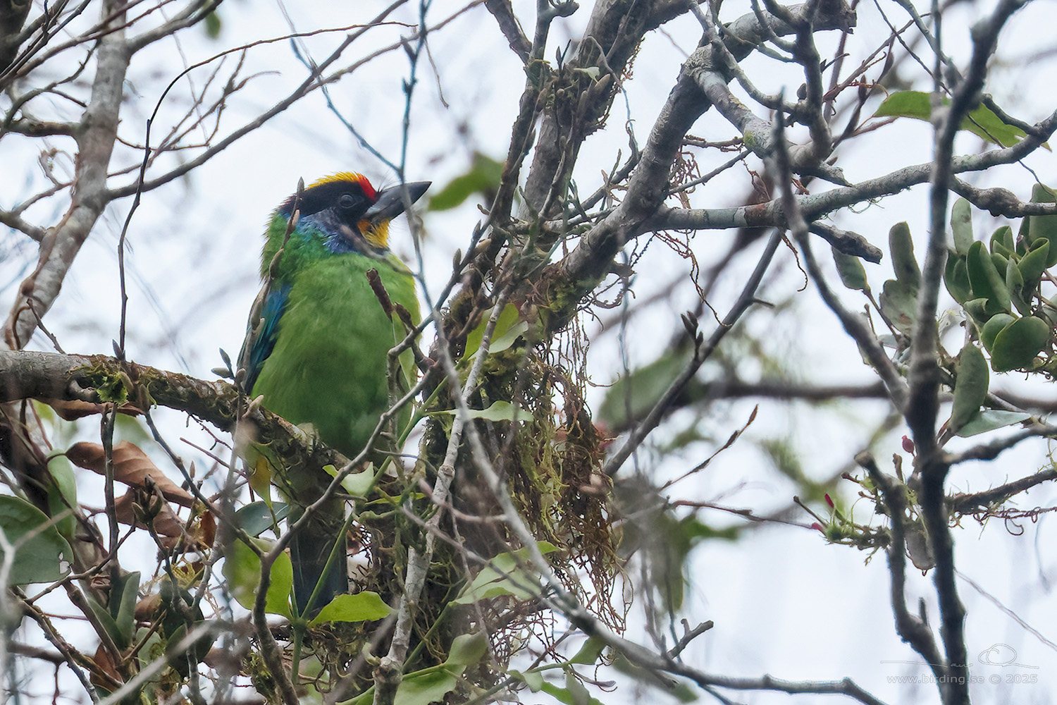 NECKLACED BARBET (Psilopogon auricularis) - Stäng / close