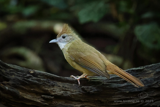 OCHRACEOUS BULBUL (Alophoixus ochraceus) - STOR BILD / FULL SIZE