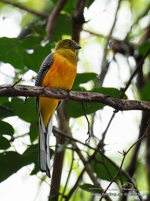 ORANGE-BREASTED TROGON (Harpactes oreskios) - STOR BILD / FULL SIZE