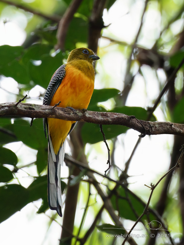 ORANGE-BREASTED TROGON (Harpactes oreskios) - Stäng / close