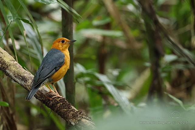 ORANGE-HEADED THRUSH (Geokichla citrina) - STOR BILD / FULL SIZE