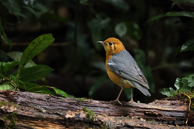 ORANGE-HEADED THRUSH (Geokichla citrina) - STOR BILD / FULL SIZE