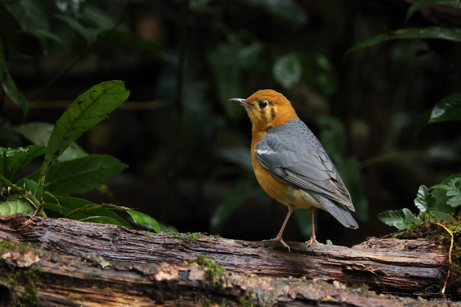 ORANGE-HEADED THRUSH (Geokichla citrina) - Stäng / close