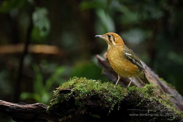 ORANGE-HEADED THRUSH (Geokichla citrina) - STOR BILD / FULL SIZE