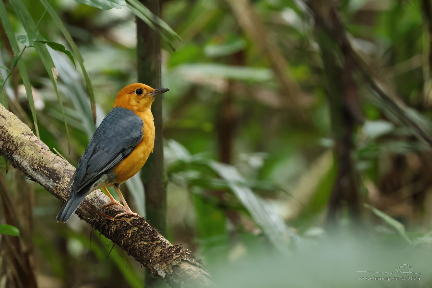 ORANGE-HEADED THRUSH (Geokichla citrina) - Stäng / close