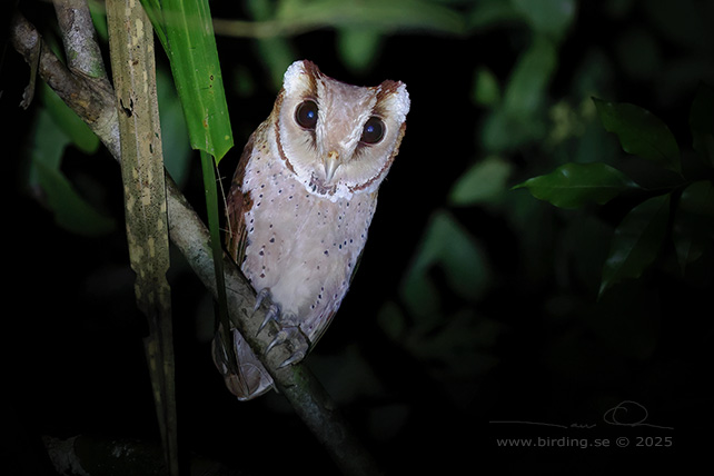 ORIENTAL BAY OWL (Phodilus badius) - STOR BILD / FULL SIZE