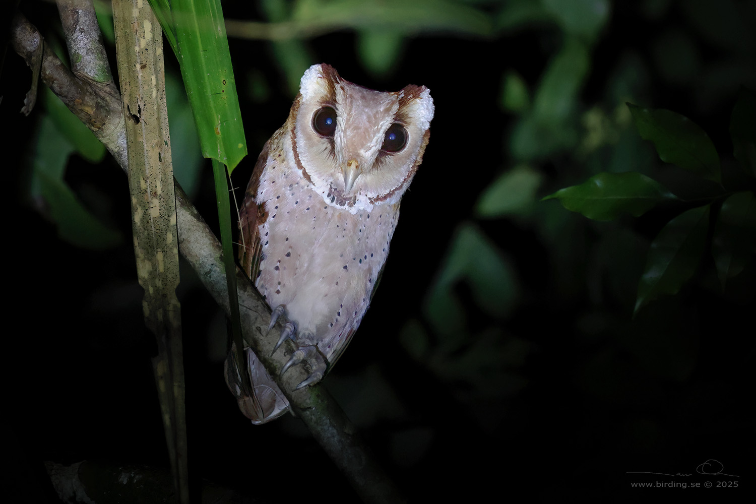 ORIENTAL BAY OWL (Phodilus badius) - Stäng / close