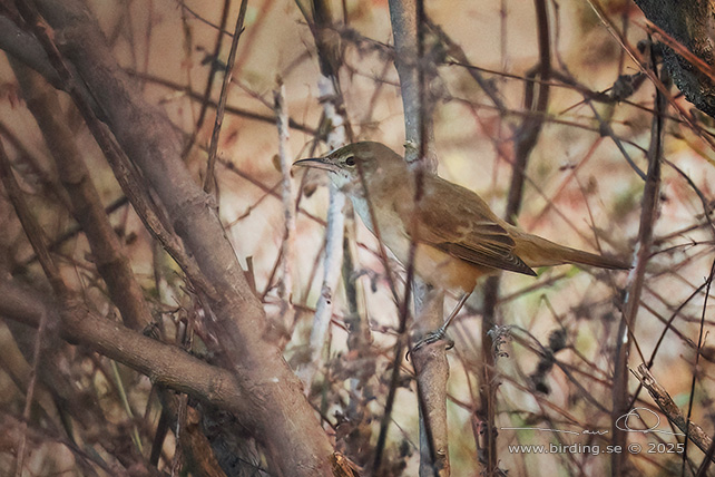 ORIENTAL REED WARBLER (Acrocephalus orientalis) - STOR BILD / FULL SIZE