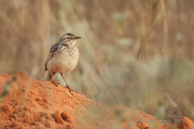 PADDYFIELD PIPIT (Anthus rufulus)- STOR BILD / FULL SIZE