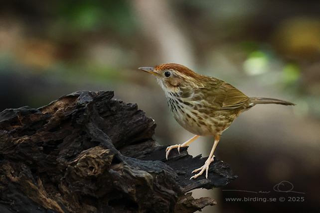 PUFF-THROATED BABBLER (Pellorneum ruficeps) - STOR BILD / FULL SIZE