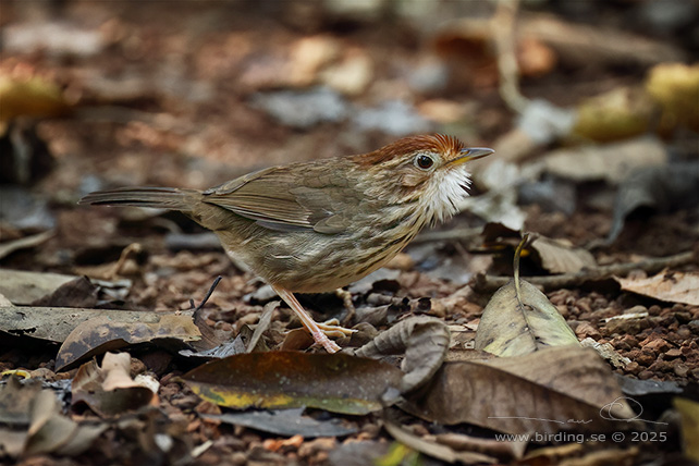 PUFF-THROATED BABBLER (Pellorneum ruficeps) - STOR BILD / FULL SIZE