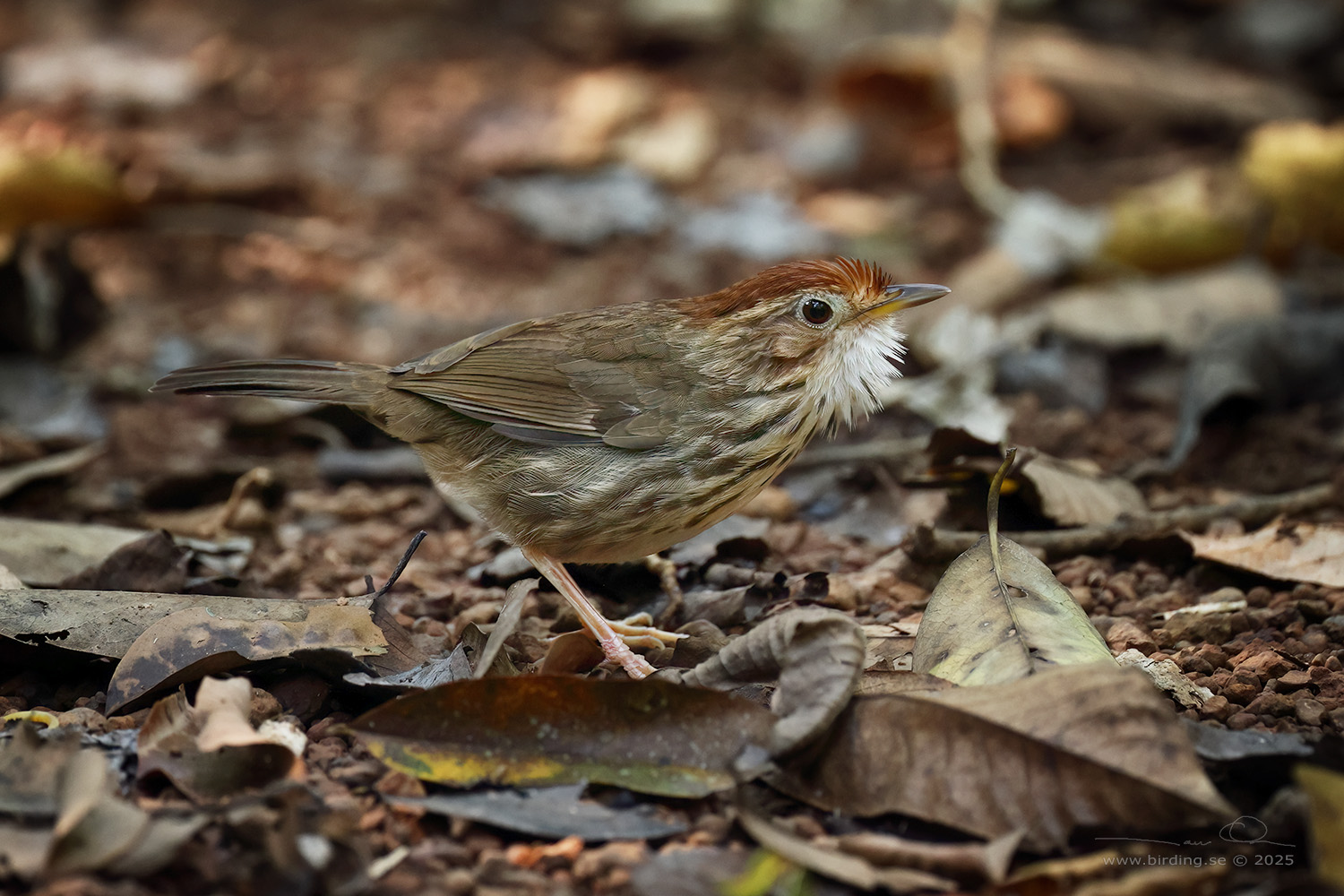 PUFF-THROATED BABBLER (Pellorneum ruficeps) - Stäng / close