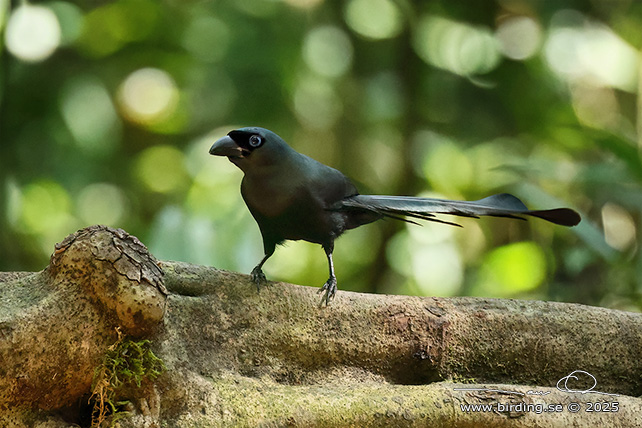 RACKET-TAILED TREEPIE (Crypsirina temia) - STOR BILD / FULL SIZE