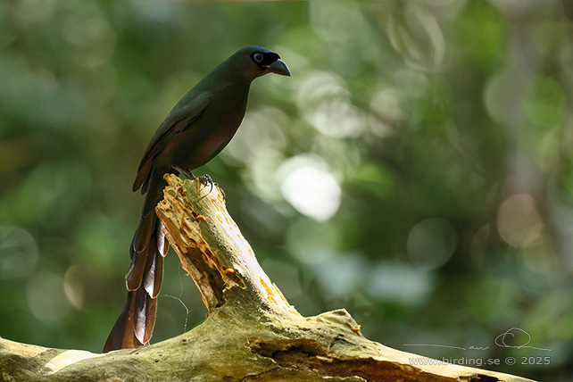 RACKET-TAILED TREEPIE (Crypsirina temia) - STOR BILD / FULL SIZE