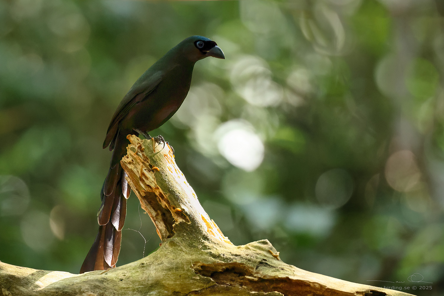 RACKET-TAILED TREEPIE (Crypsirina temia) - Stäng / close