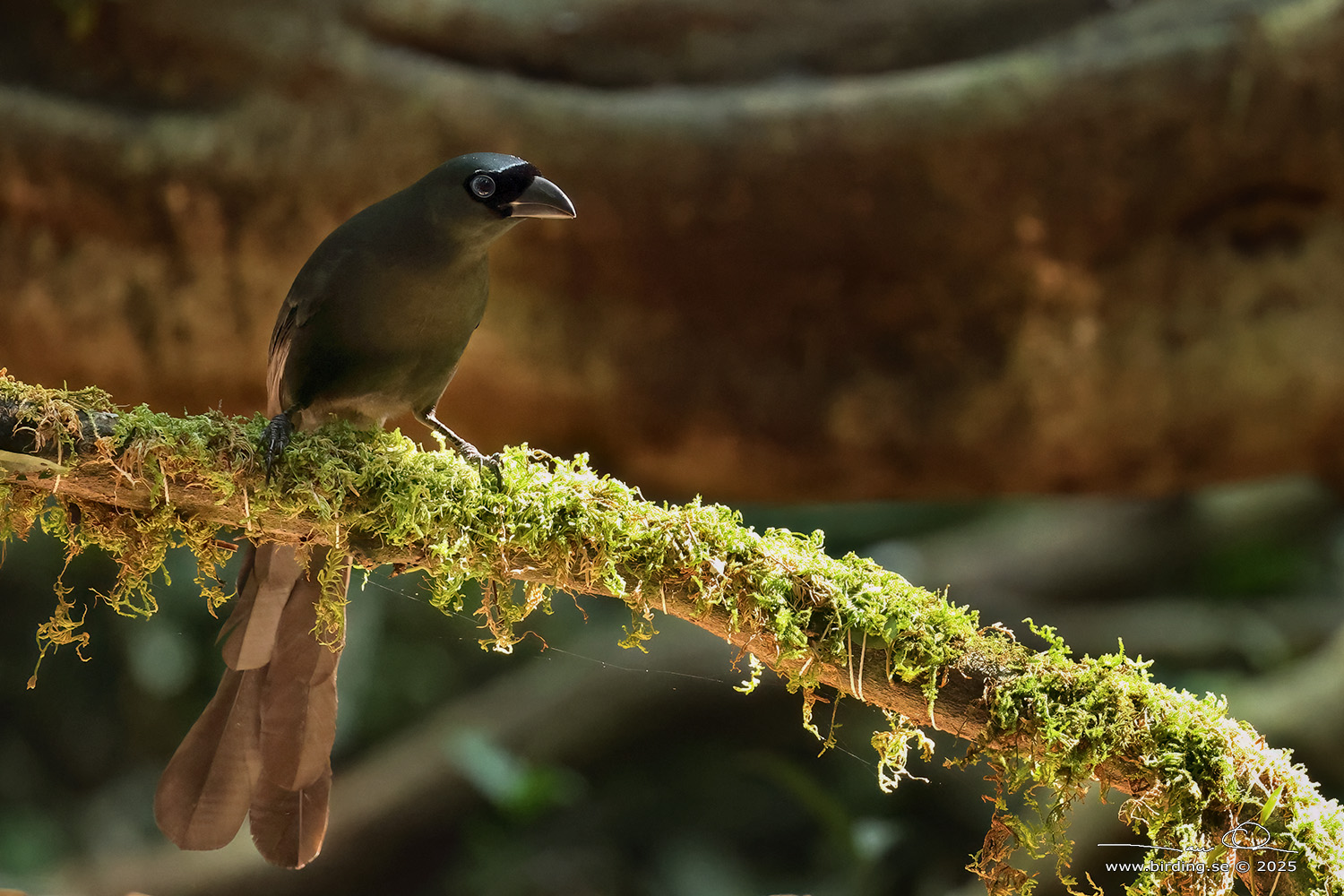 RACKET-TAILED TREEPIE (Crypsirina temia) - Stäng / close