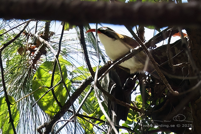 RED-BILLED SCIMITAR BABBLER (Pomatorhinus ochraceiceps) - STOR BILD / FULL SIZE