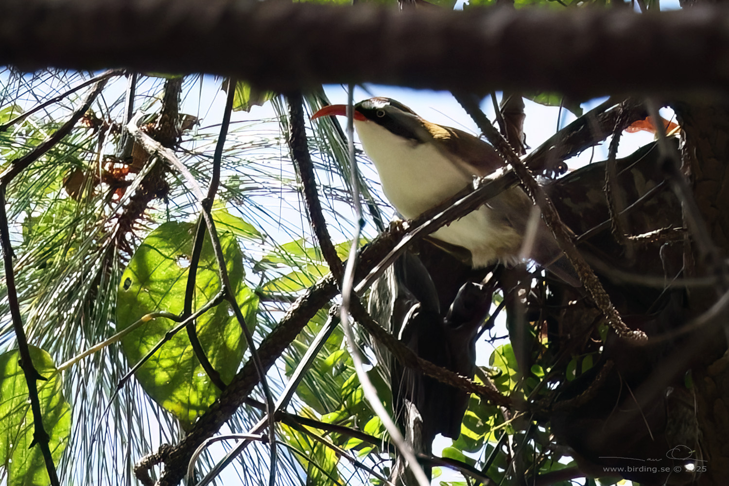 RED-BILLED SCIMITAR BABBLER (Pomatorhinus ochraceiceps) - Stäng / close