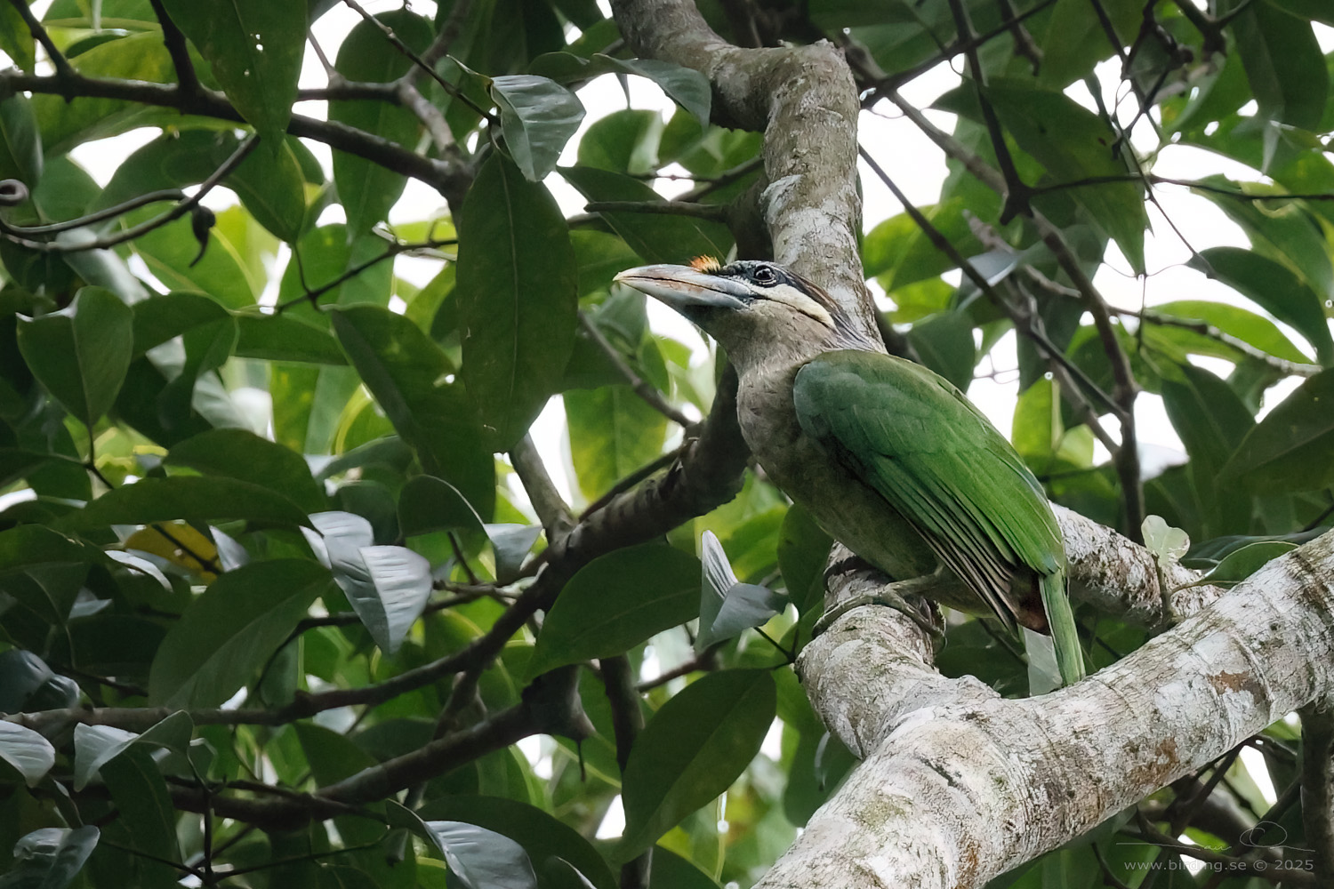 RED-VENTED BARBET (Psilopogon lagrandieri) - Stäng / close