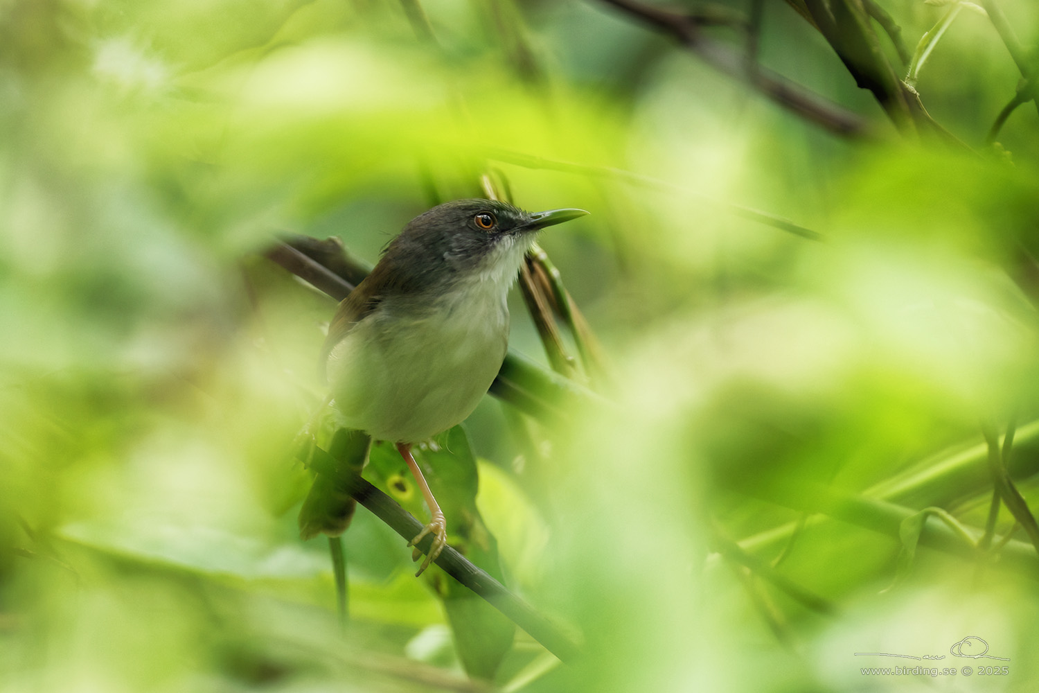 RUFESCENT PRINIA (Prinia rufescens) - Stäng / close