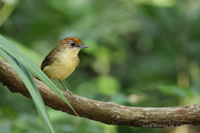 SCALY-CROWNED BABBLER (Malacopteron cinereum) - STOR BILD / FULL SIZE