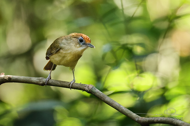 SCALY-CROWNED BABBLER (Malacopteron cinereum) - STOR BILD / FULL SIZE