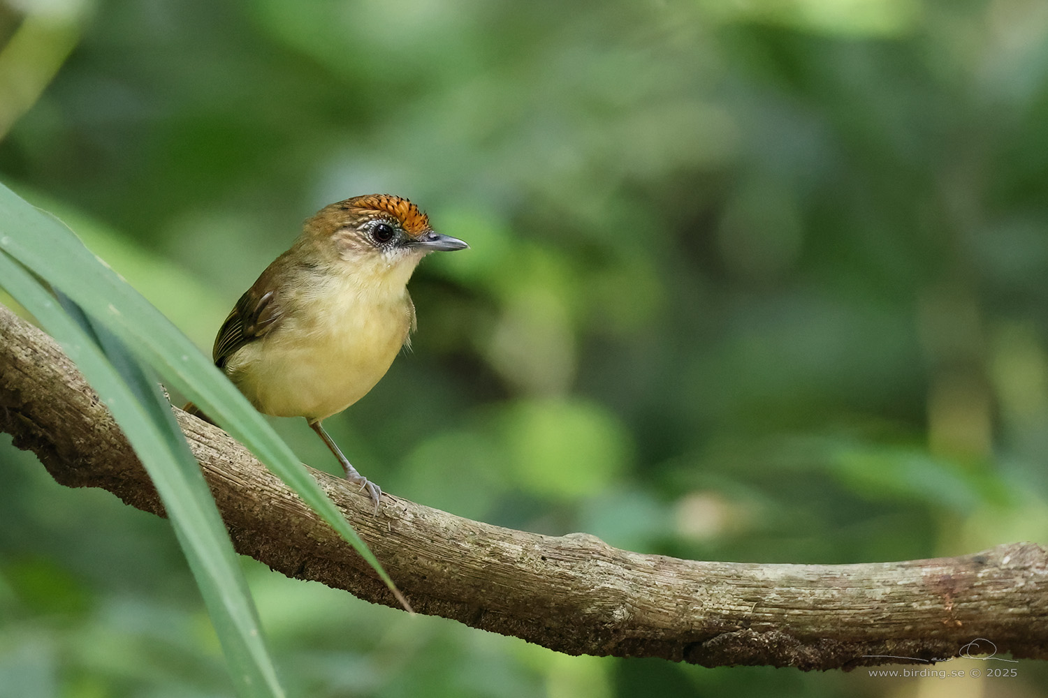 SCALY-CROWNED BABBLER (Malacopteron cinereum) - Stäng / close