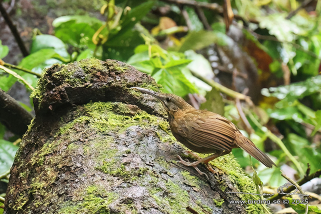 SHORT-TAILED SCIMITAR BABBLER (Napothera danjoui) - STOR BILD / FULL SIZE