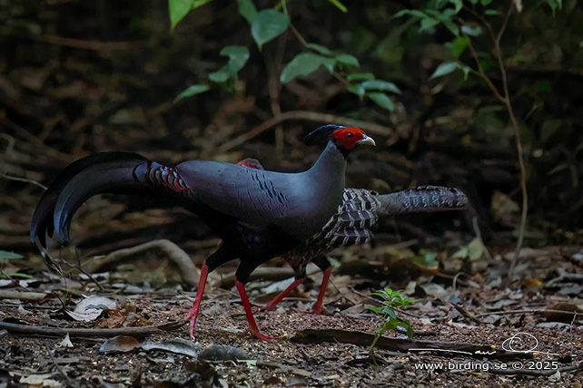 SIAMESE FIREBACK (Lophura diardi) - STOR BILD / FULL SIZE