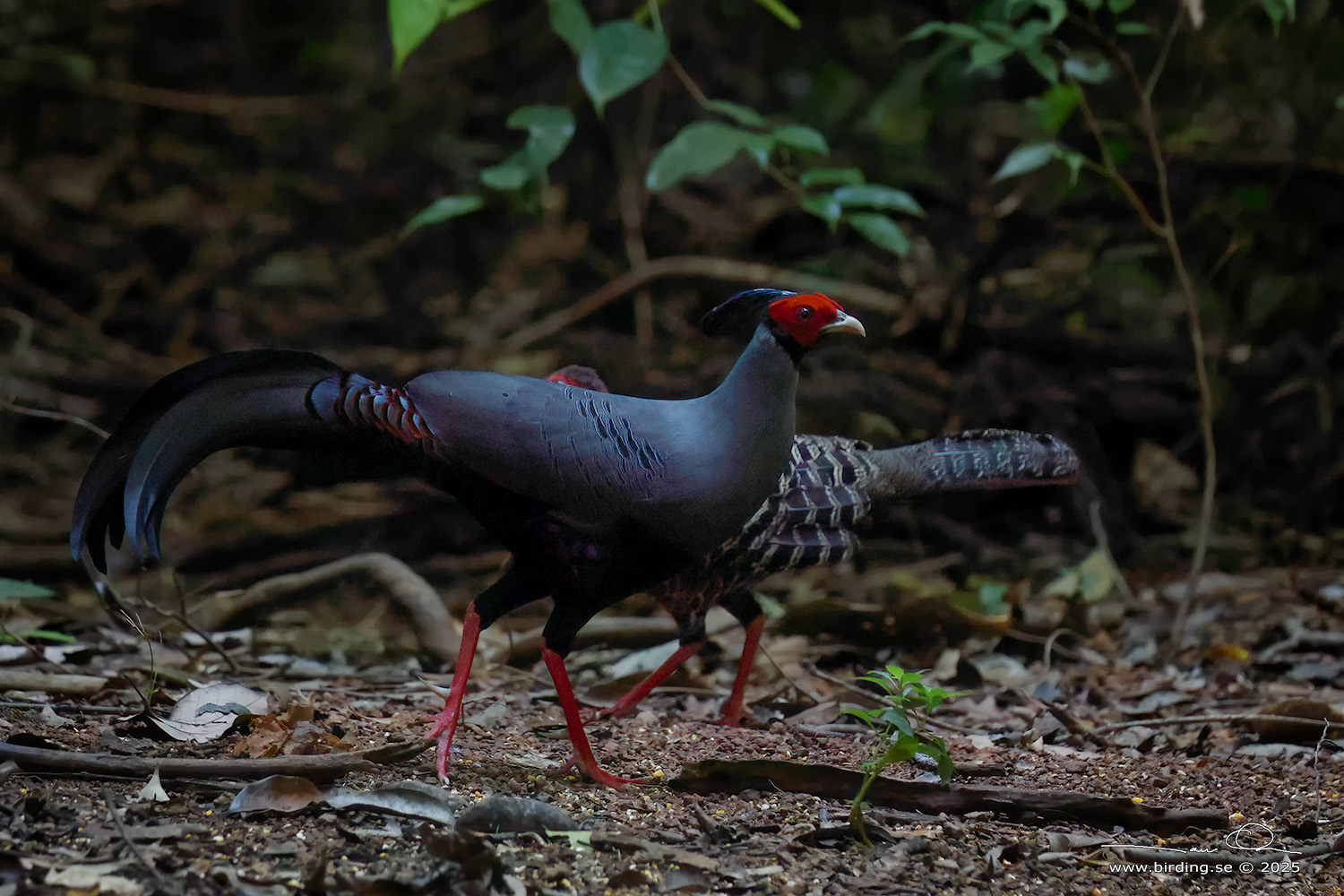 SIAMESE FIREBACK (Lophura diardi) - Stäng / close